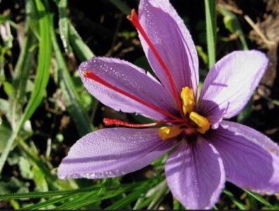 Fall Is Saffron Harvest Time Image